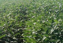 富豆18大豆栽培技术要点，辽宁省春播生育期131天