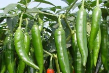 适合贵州种植的辣椒品种，是全国最大的辣椒交易市场