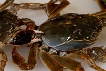 为什么死螃蟹不可吃，死亡4小时不能吃