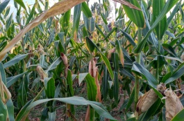鄂白糯1号玉米栽培技术要点，高抗茎腐病和瘤黑粉病