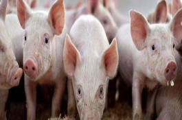 养殖小猪需要注意什么，可驱赶蚊虫和保持平衡等