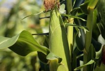 香嘟嘟玉米栽培技术要点，一次性播种全苗