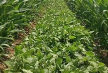 华菜豆4号大豆栽培技术要点，选择中等肥力地块种植