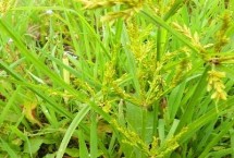 种植香附的注意事项，选择有机质含量高且透气性较好的沙土或者沙壤土