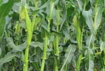 山玉13玉米栽培技术要点，生育期132天