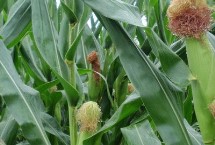 金秋玉555玉米栽培技术要点，注意防治病虫害