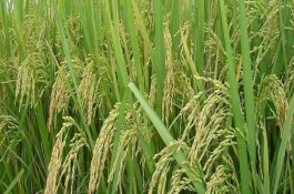 荆楚15A水稻栽培技术要点，4月中旬播种