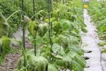 防治方式，通常发生在冬季