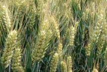 丰麦707小麦栽培技术要点，平均生育期236天