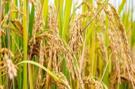 特优608水稻栽培技术要点，注意防治稻瘟病和白叶枯病