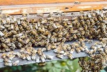 及时取蜜，这5个方法都有效