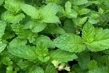 薄荷如何繁殖，前中期需15天左右浇一次水