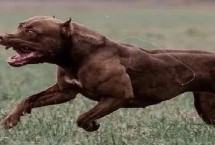 比特犬的性格特点，体型选择是一个重要环节