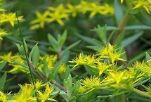 垂盆草的作用，可用于观赏、食用、入药