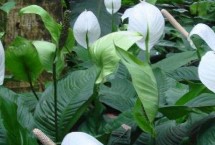 一帆风顺花有毒吗，汁液有毒