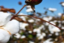 冀农大23号棉花栽培技术要点，一般年份二代棉铃虫不需防治