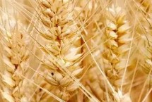 涡麦606小麦栽培技术要点，中抗白粉病