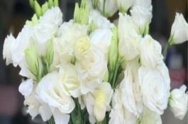 洋桔梗的花期，每隔一周为其更换一次水