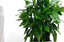 万年青烂根后的处理措施，每隔15天施一次腐熟的有机液肥