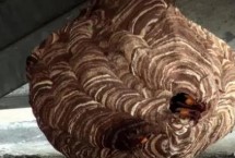 虎头蜂怕什么气味，自然现象无须担忧