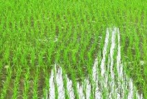 龙粳2409水稻栽培技术要点，普通粳稻品种