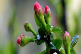 海棠花突然蔫了的原因，可能是受到强光照射、缺少养分、过度浇水等原因导致