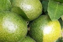 柑橘红蜘蛛用什么农药，嫩叶的受害程度最为严重