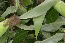 天龙华玉919玉米栽培技术要点，中等肥力以上地块栽培