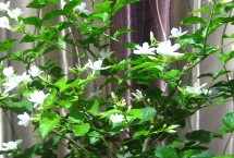 茉莉花盛花期管理办法，需转移至室内并做好保温措施