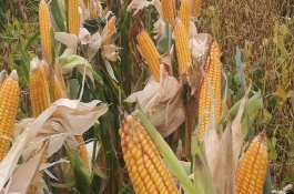 龙禾1号玉米栽培技术要点，选择中等肥力地块种植