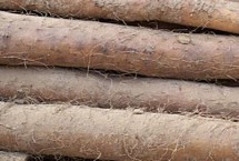 中国山药之乡指的是哪里，指的是河北保定市蠡县