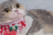 什么品种猫咪最容易出现口腔问题，主要有牙周疾病、猫口炎和猫骨齿吸收症