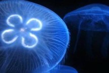 海月水母的寿命，是海月水母属刺胞动物的统称
