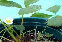 盆栽草莓可以选择小容器吗，中性或者是微酸性的土壤为佳