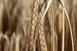 山农紫麦1号小麦品种产量表现，山农紫麦1号小麦种子简介