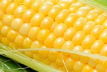 乐青808玉米栽培技术要点，春播平均生育期107.0天