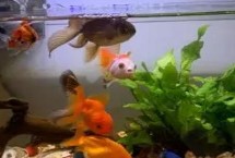 给小鱼缸换水要注意什么，通常三天换水一次