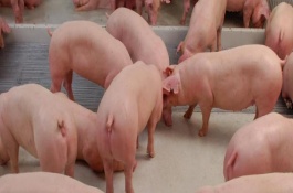 猪精子能存放多长时间，正常情况下可以保存1-2天