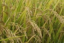 泰丰优智920水稻栽培技术要点，每亩有效穗数20.7万穗