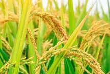 垦稻2066水稻栽培技术要点，该品种主茎11片叶