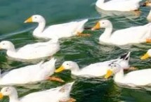 白沙鸭的价格，一斤通常售价13-65元