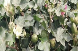 怎么避免棉花疯长，要做好追肥、中耕、打顶等工作