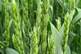 中优206(区试代号:CA0206)小麦栽培技术要点，适期播种9月底-10月初