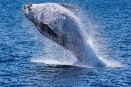 鲸鱼的代表物种，现存种类约共有13科41属90种