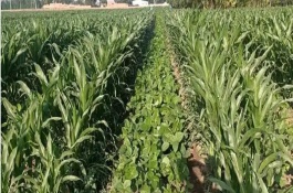 金诚508玉米栽培技术要点，中抗弯孢菌叶斑病1-5级