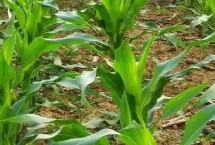 玉甜1号玉米栽培技术要点，该品种总得分88.3