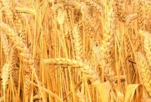 安农1687小麦栽培技术要点，每亩14-16万基本苗