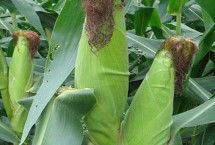 金穗甜11号玉米栽培技术要点，雨水多地区起畦播种