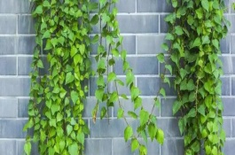 爬山虎冬天养护注意事项，通常不会冻死