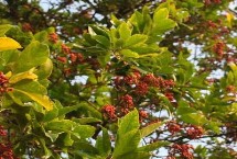 冬青树什么时候剪枝，夏季高温时要适当遮荫